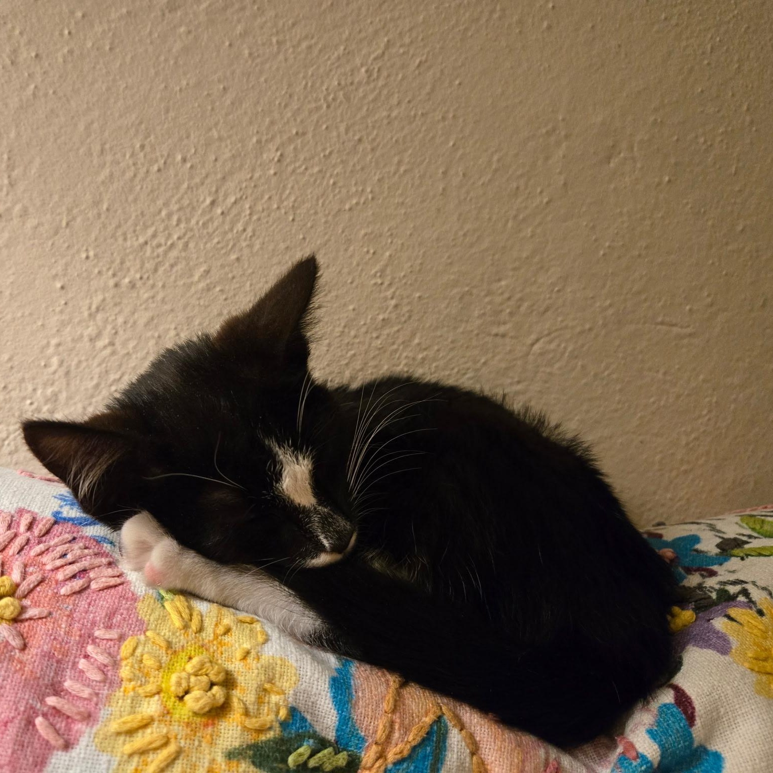 Enlarge Gatsby, an adopted Domestic Short Hair in jacksonville, FL image 3/5