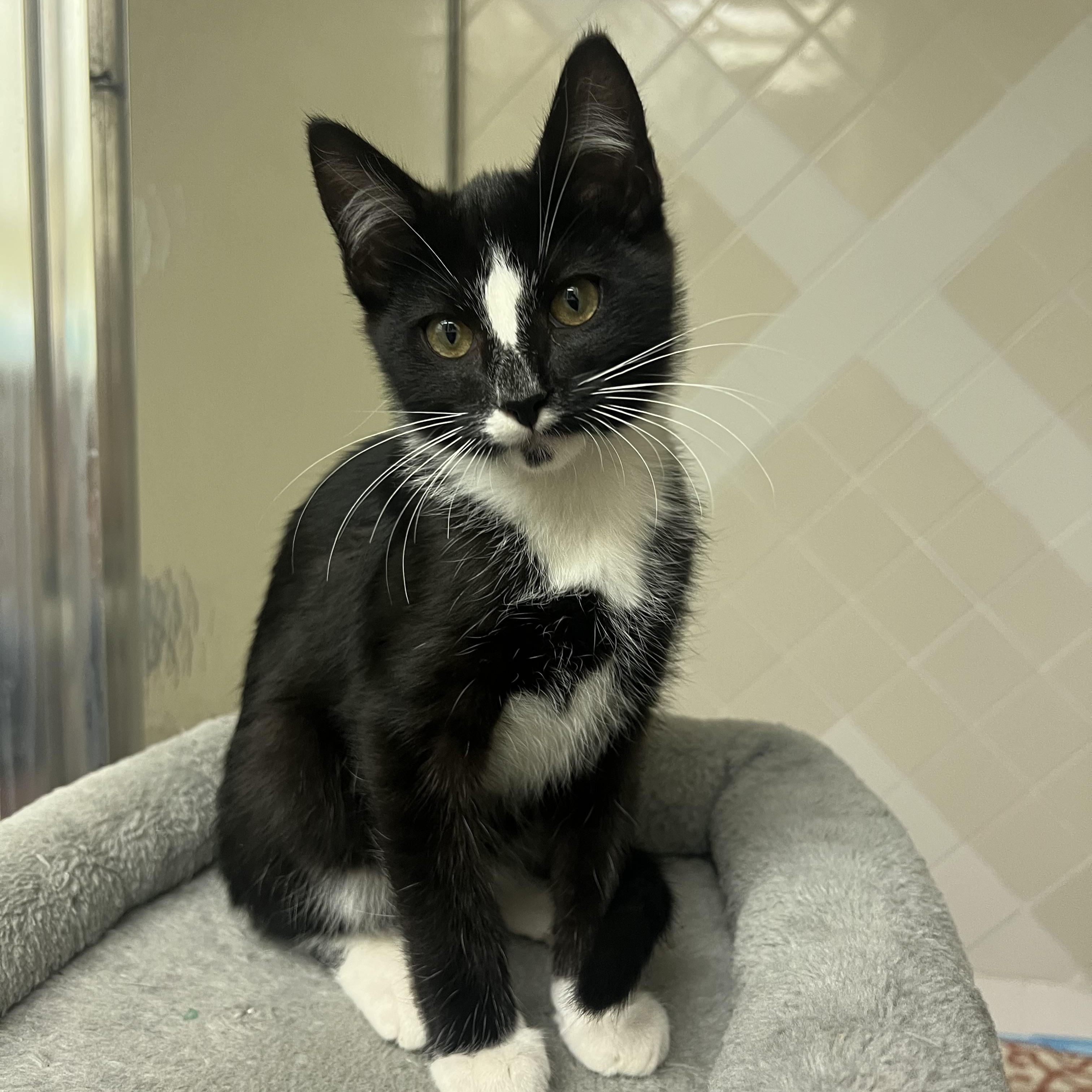 Enlarge Gatsby, an adopted Domestic Short Hair in jacksonville, FL image 2/5