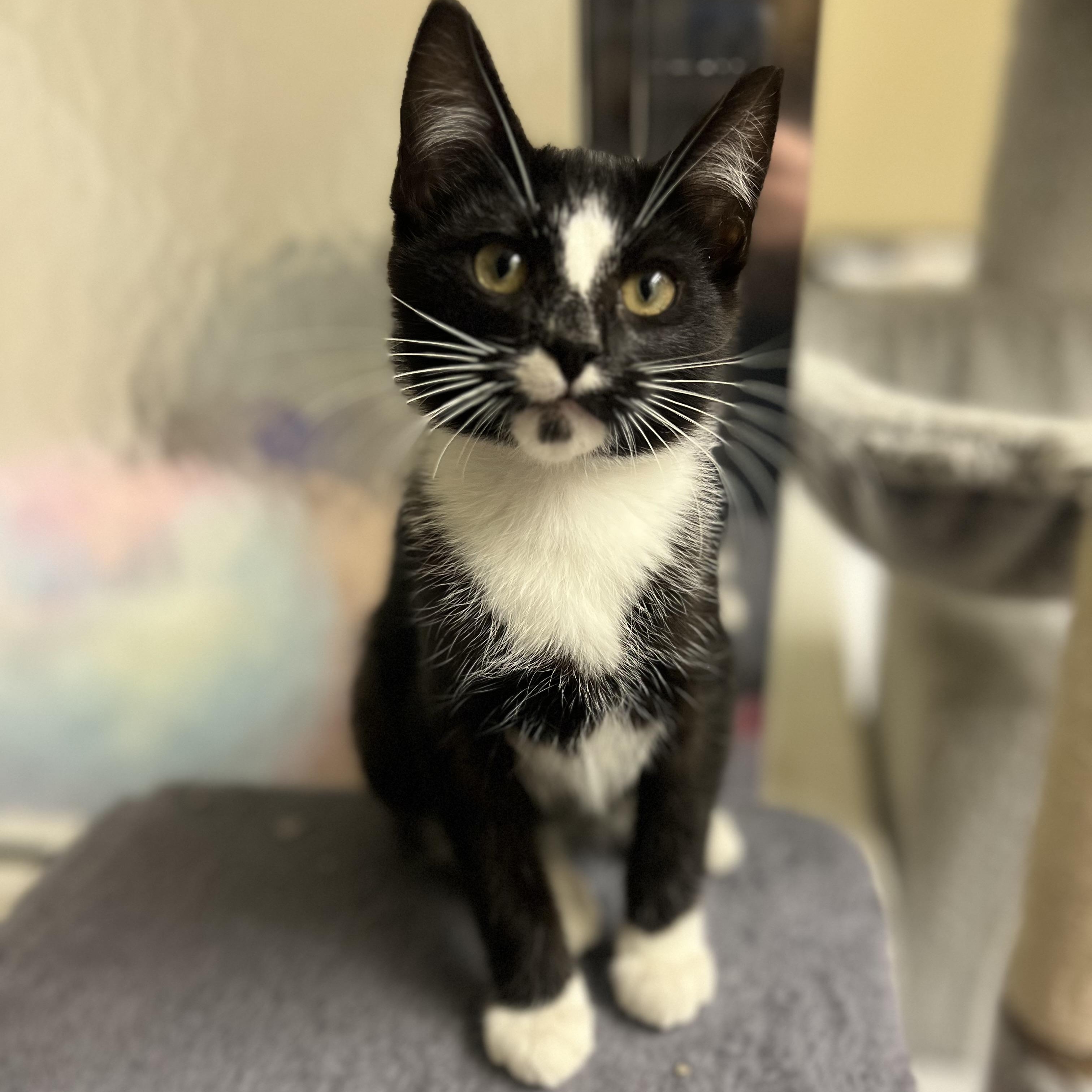 Enlarge Gatsby, an adopted Domestic Short Hair in jacksonville, FL image 1/5