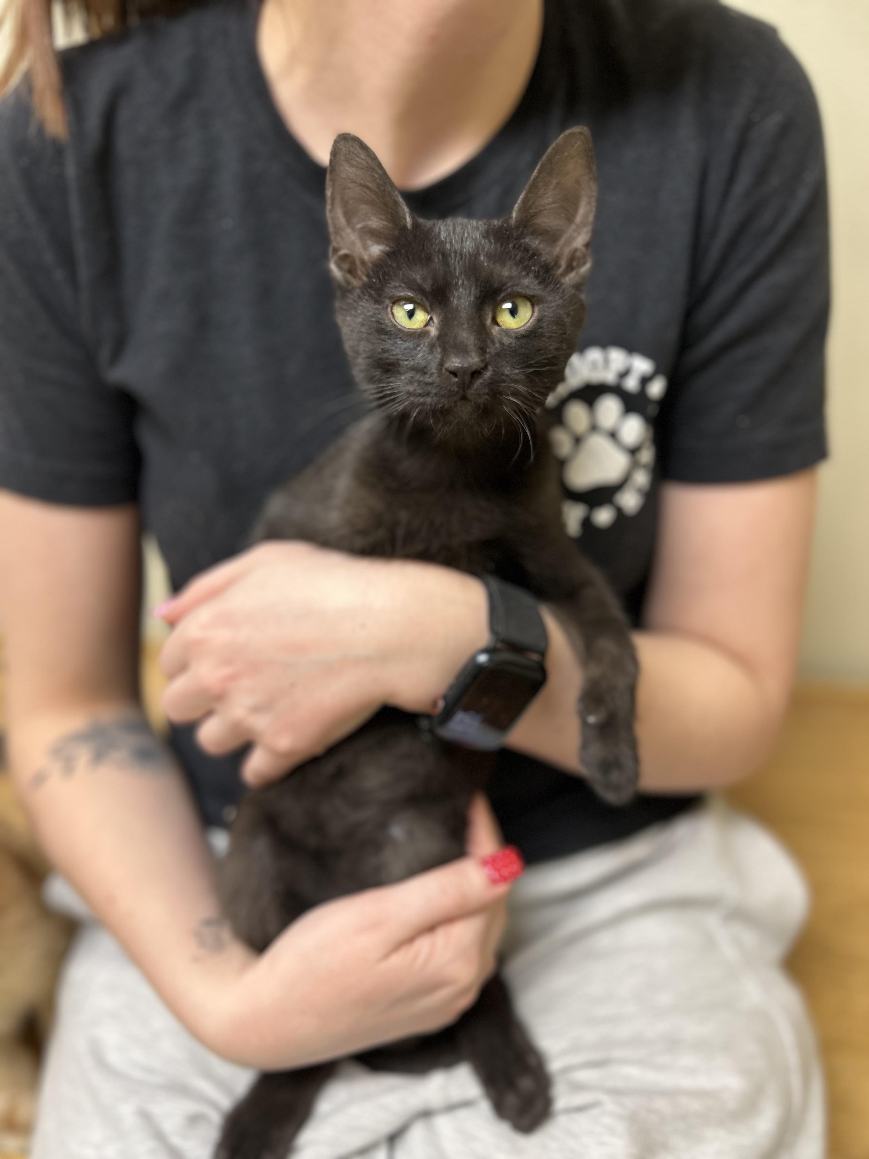 Enlarge Pops, an adopted Domestic Short Hair in Myerstown, PA image 1/2