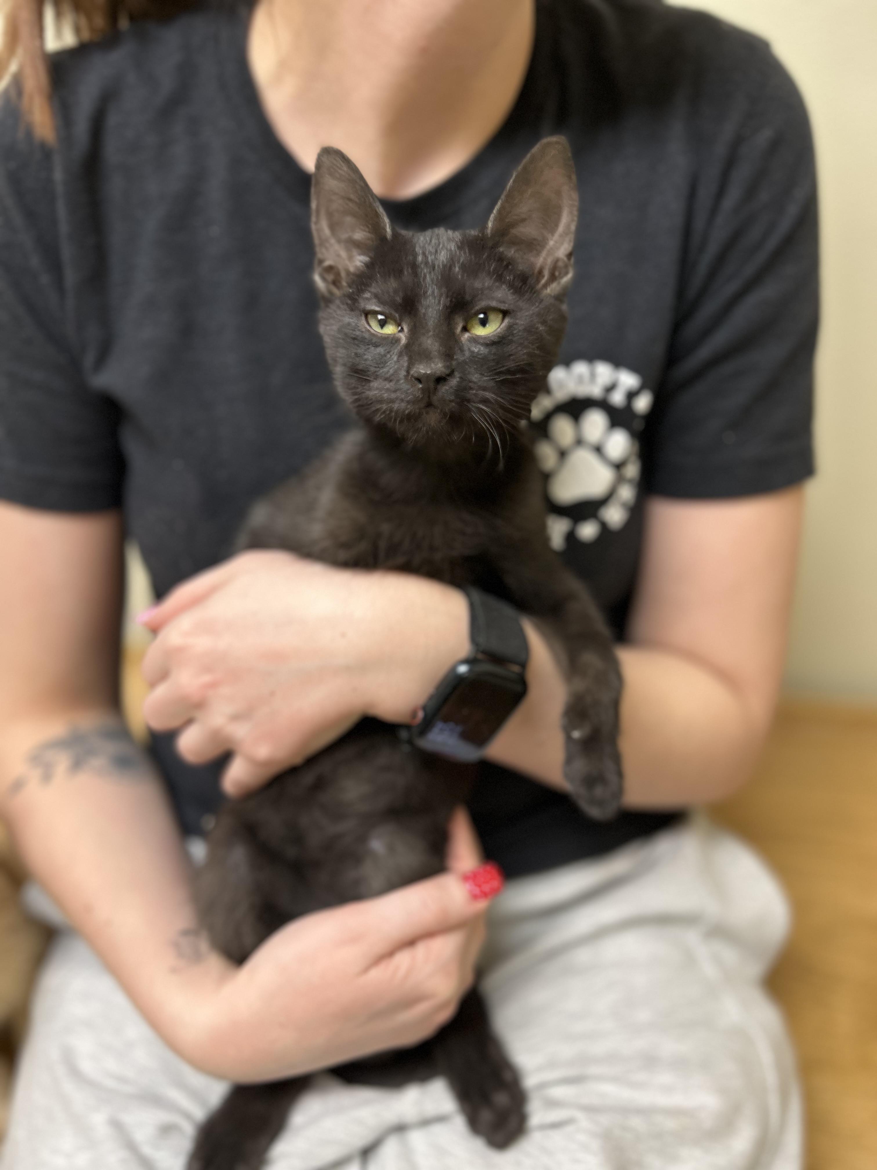 Enlarge Pops, an adopted Domestic Short Hair in Myerstown, PA image 2/2