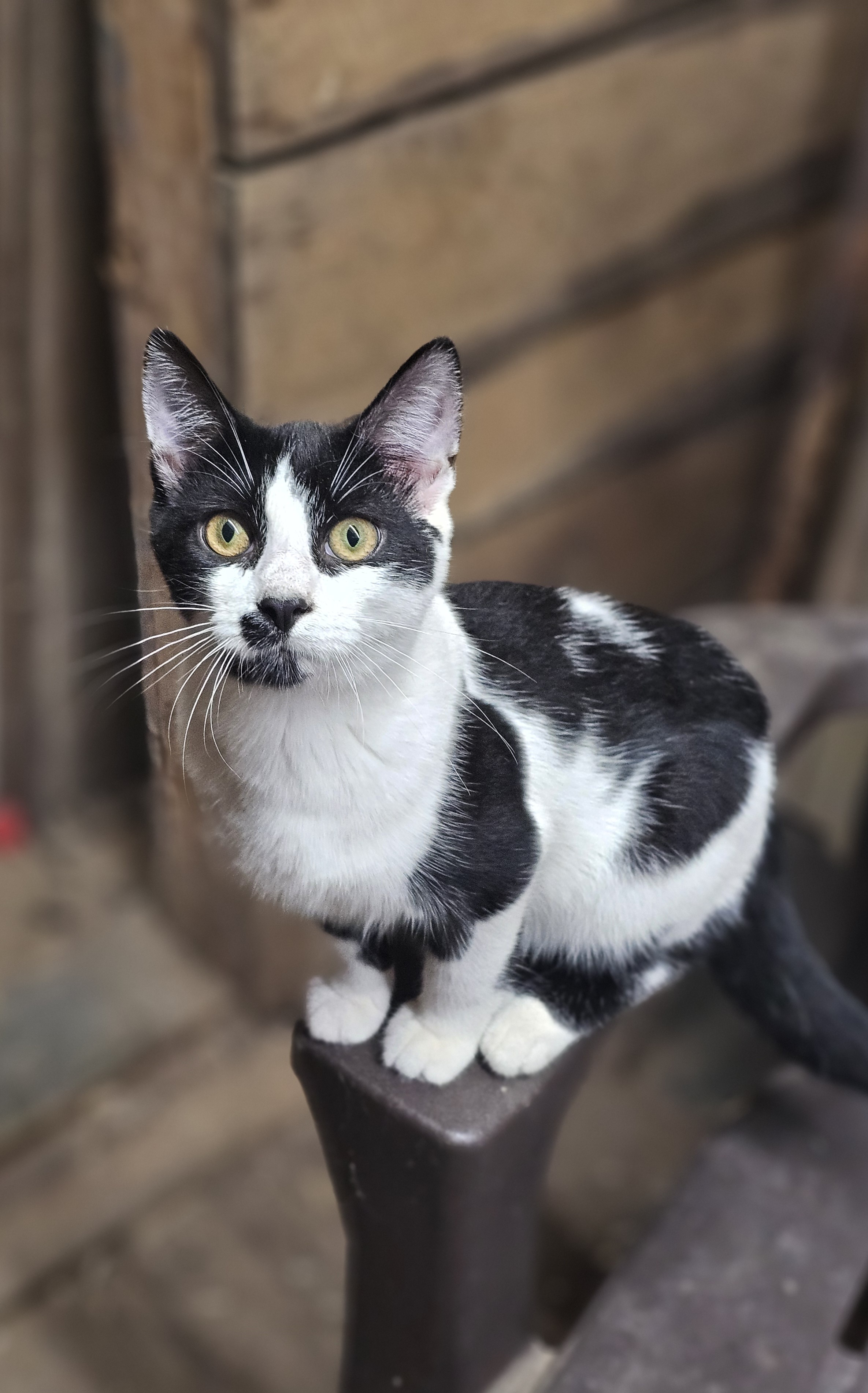 Linc- Cow Cat located in Spruce Pine, Young Male Domestic Short Hair
