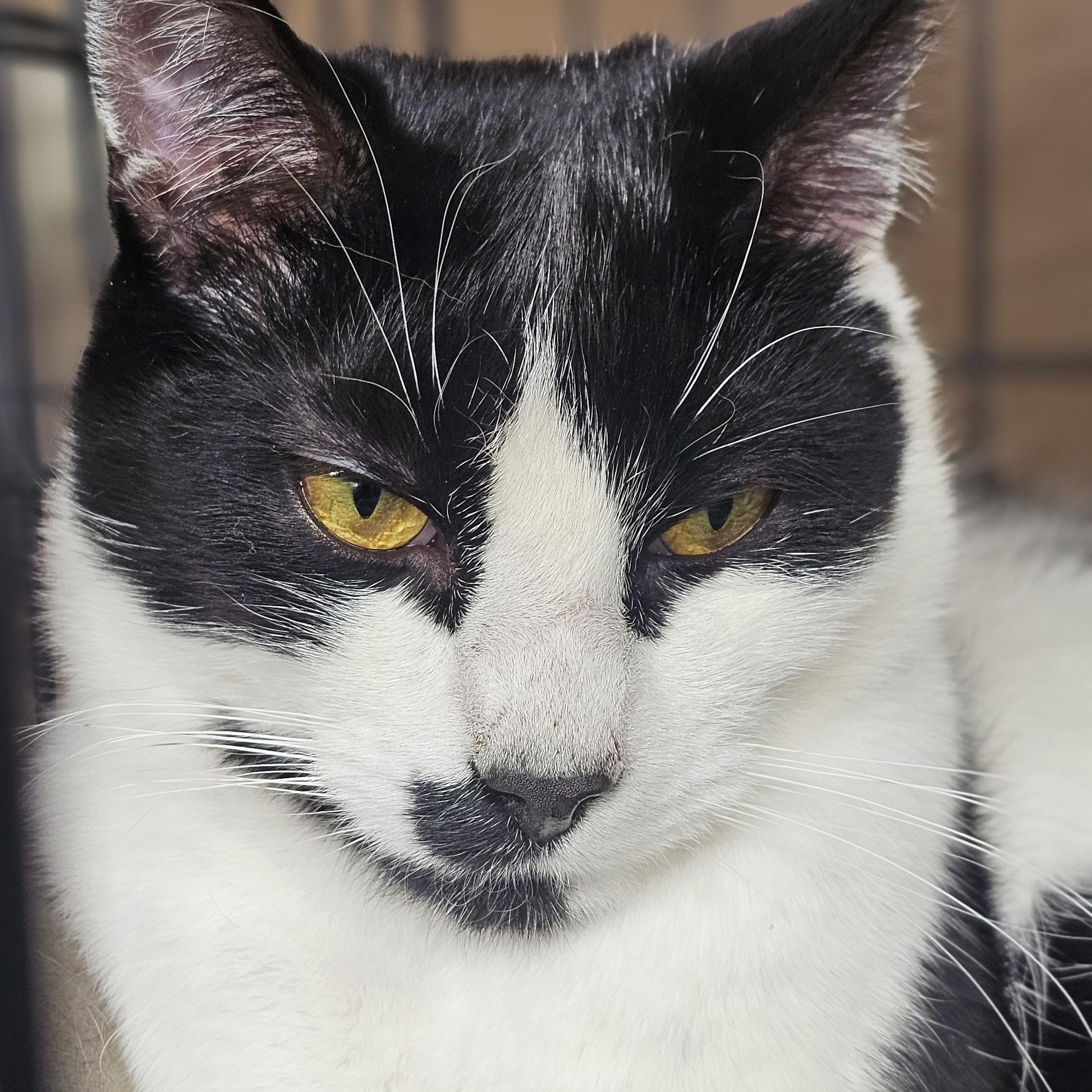 Linc- Cow Cat located in Spruce Pine, a Adoptable mixed breed in Concord, NC image 6/6