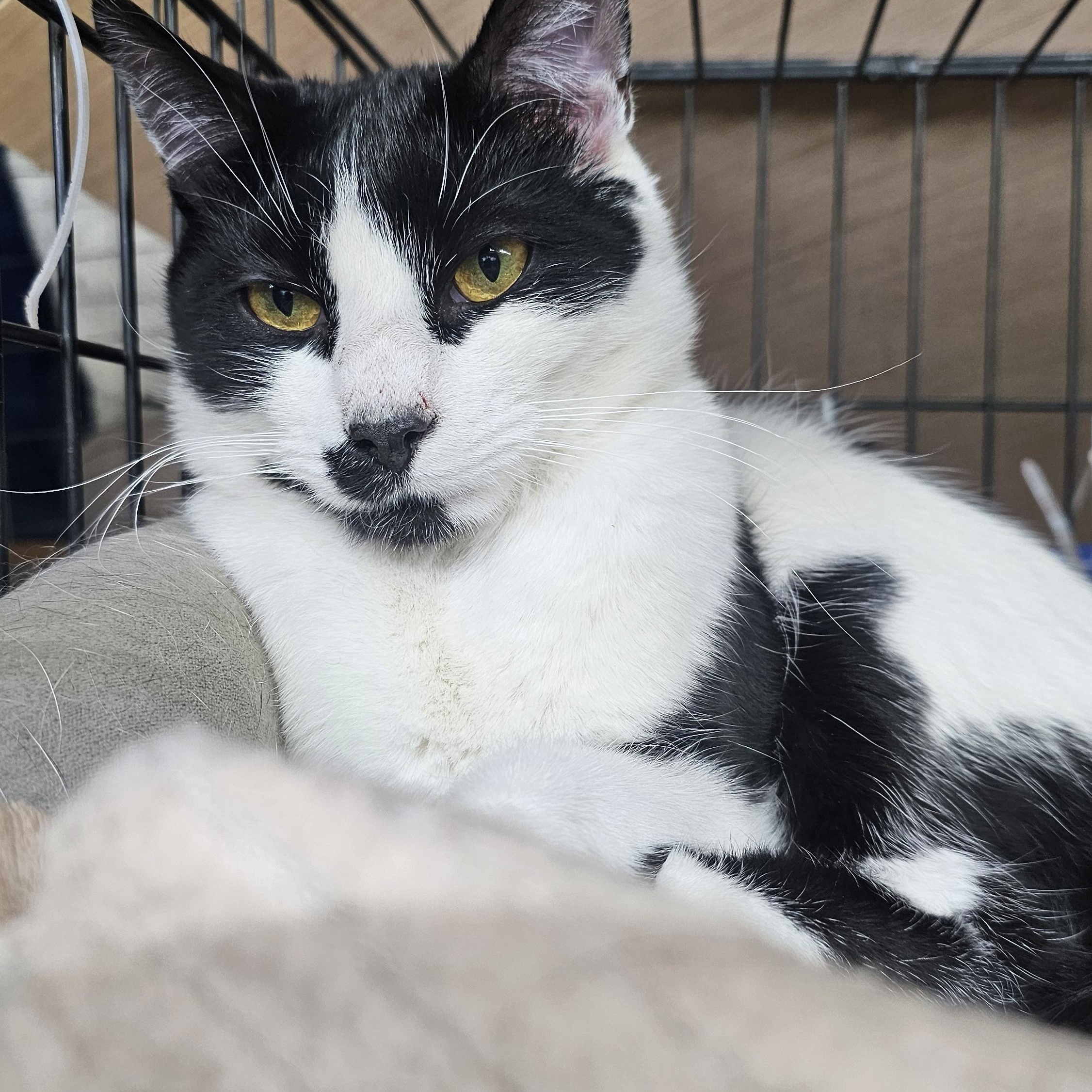 Linc- Cow Cat located in Spruce Pine, a Adoptable mixed breed in Concord, NC image 5/6