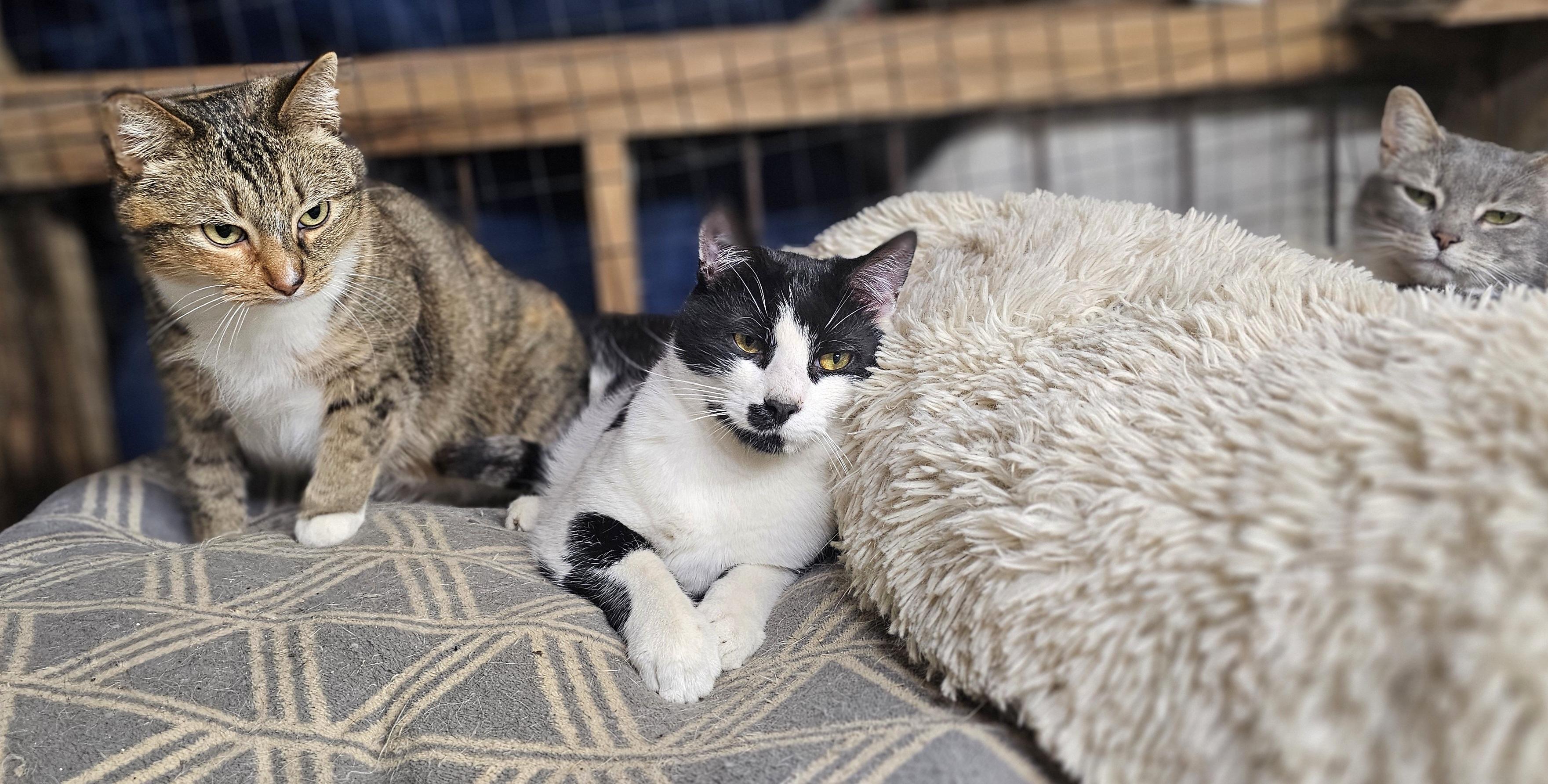 Linc- Cow Cat located in Spruce Pine, a Adoptable mixed breed in Concord, NC image 4/6