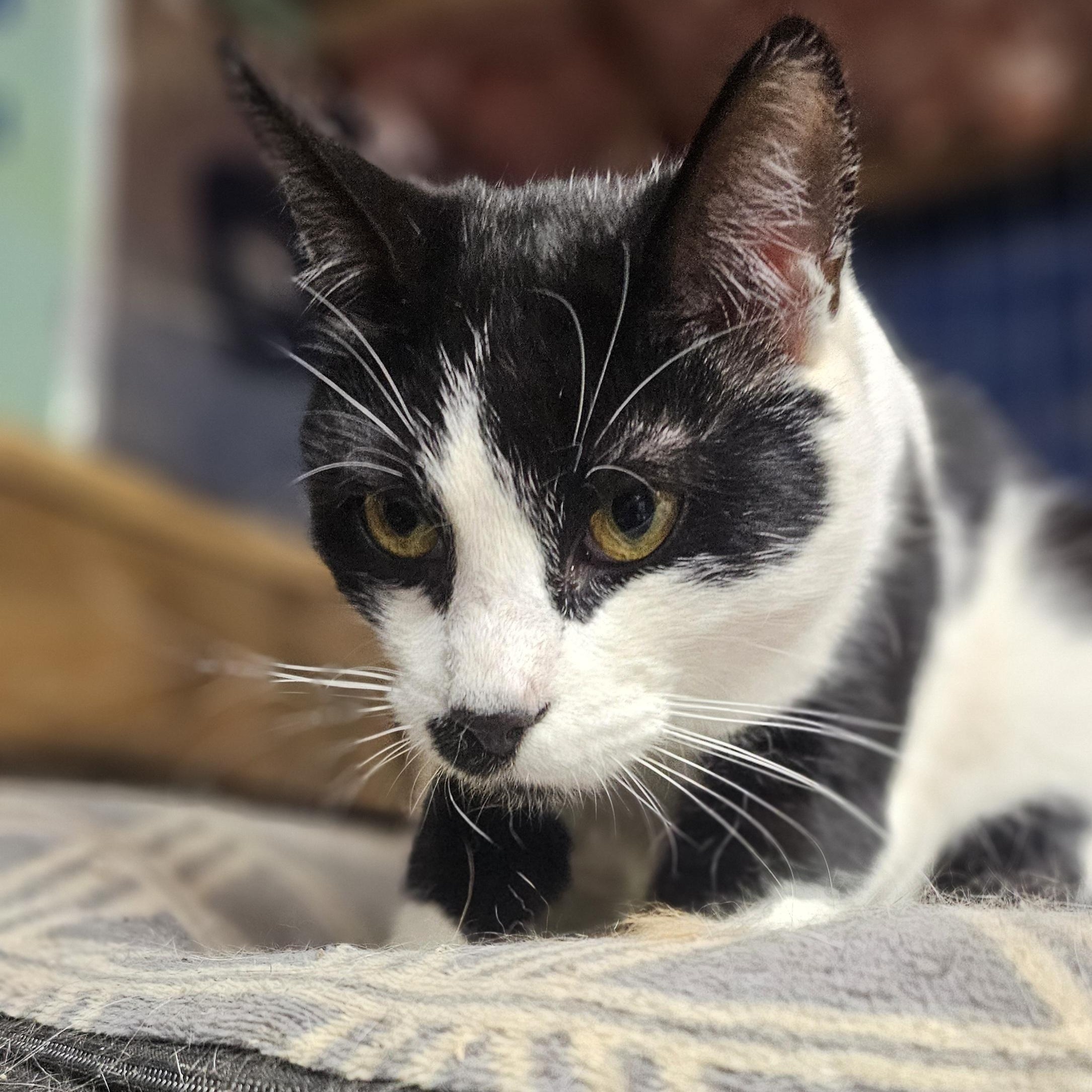 Linc- Cow Cat located in Spruce Pine, a Adoptable mixed breed in Concord, NC image 3/6