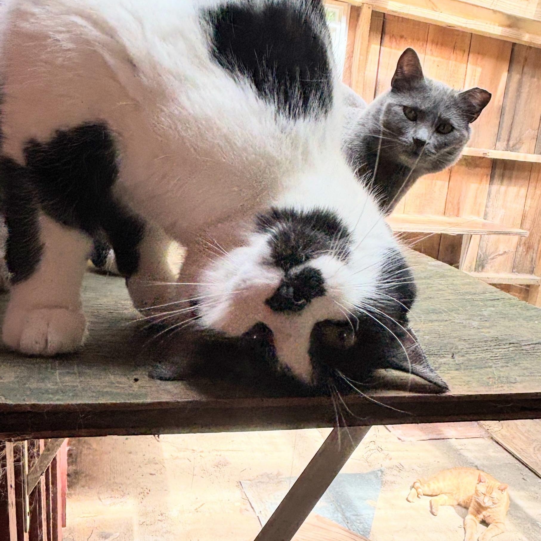 Linc- Cow Cat located in Spruce Pine, a Adoptable mixed breed in Concord, NC image 2/6