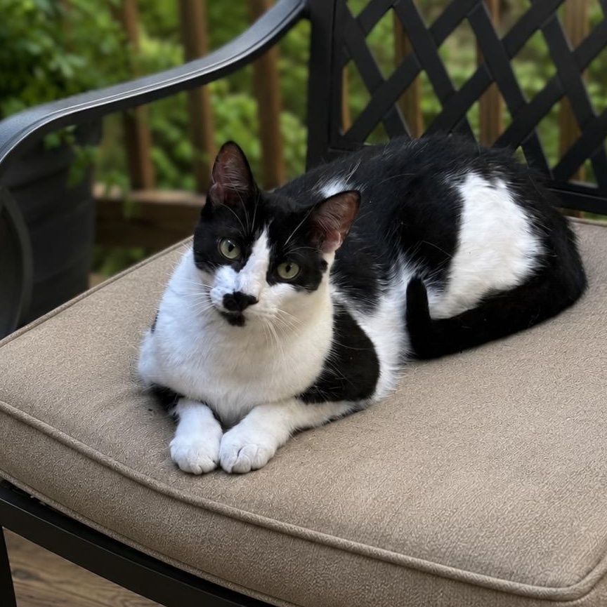 Linc- Cow Cat located in Spruce Pine, Adoptable, Young Male Domestic Short Hair.