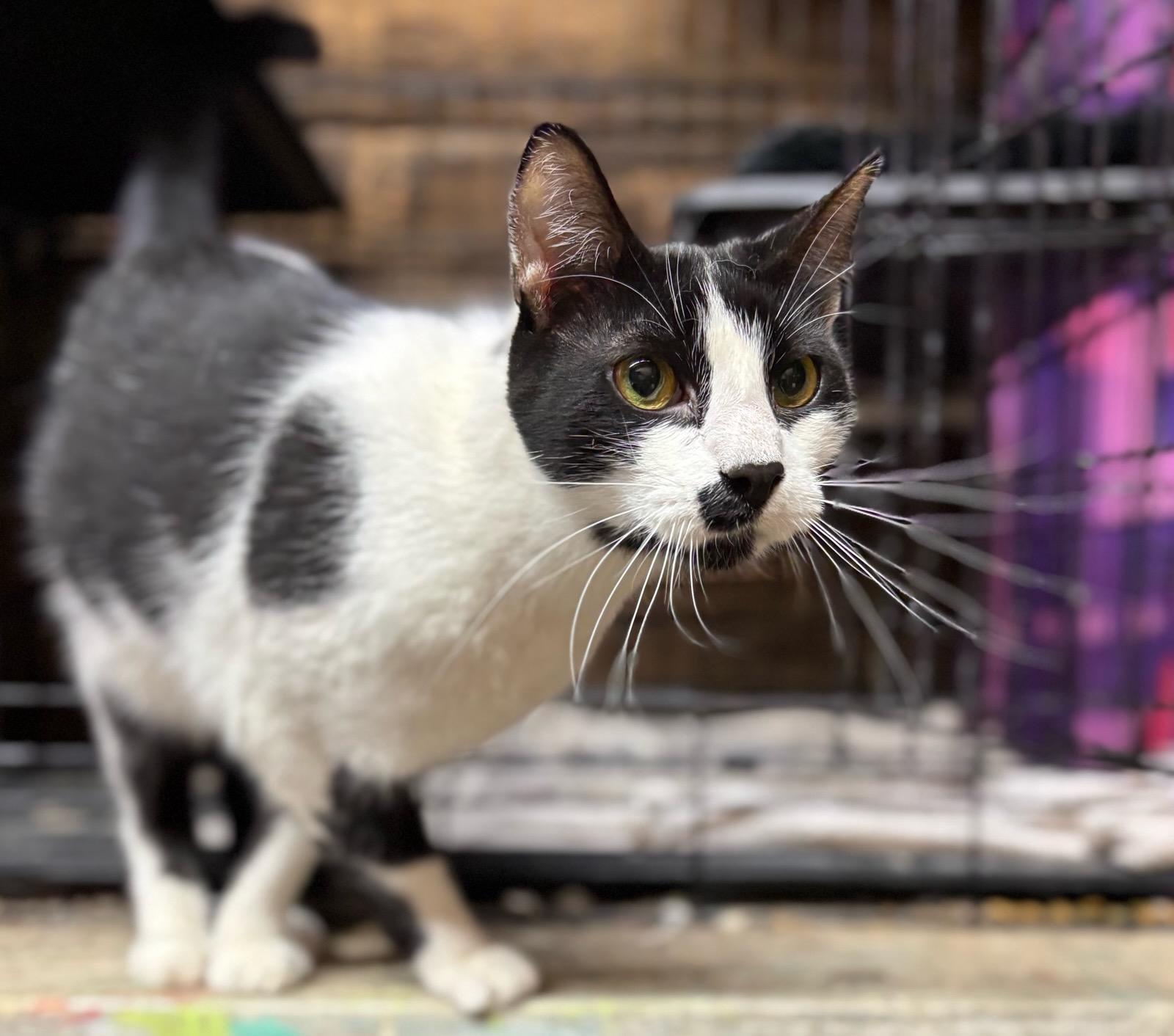 Linc- Cow Cat located in Spruce Pine — thumbnail 4