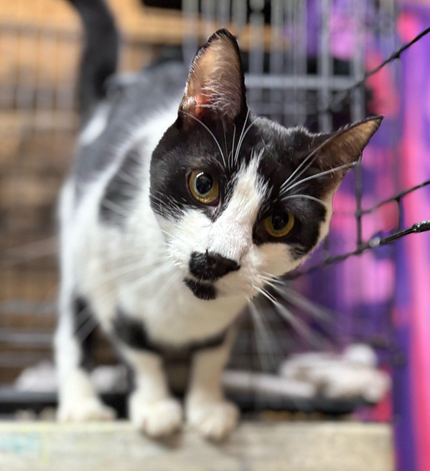 Linc- Cow Cat located in Spruce Pine, Adoptable, Young Male Domestic Short Hair.