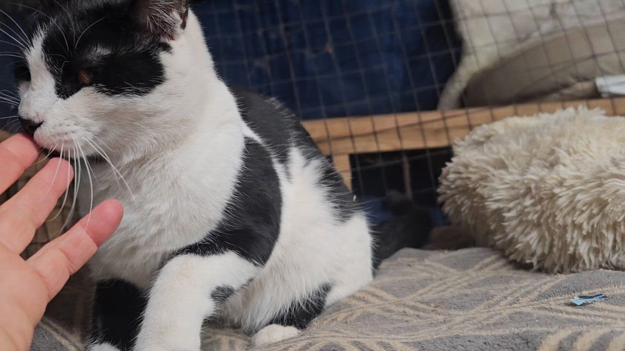 Enlarge Linc- Cow Cat located in Spruce Pine, a Adoptable mixed breed in Concord, NC video 2/6