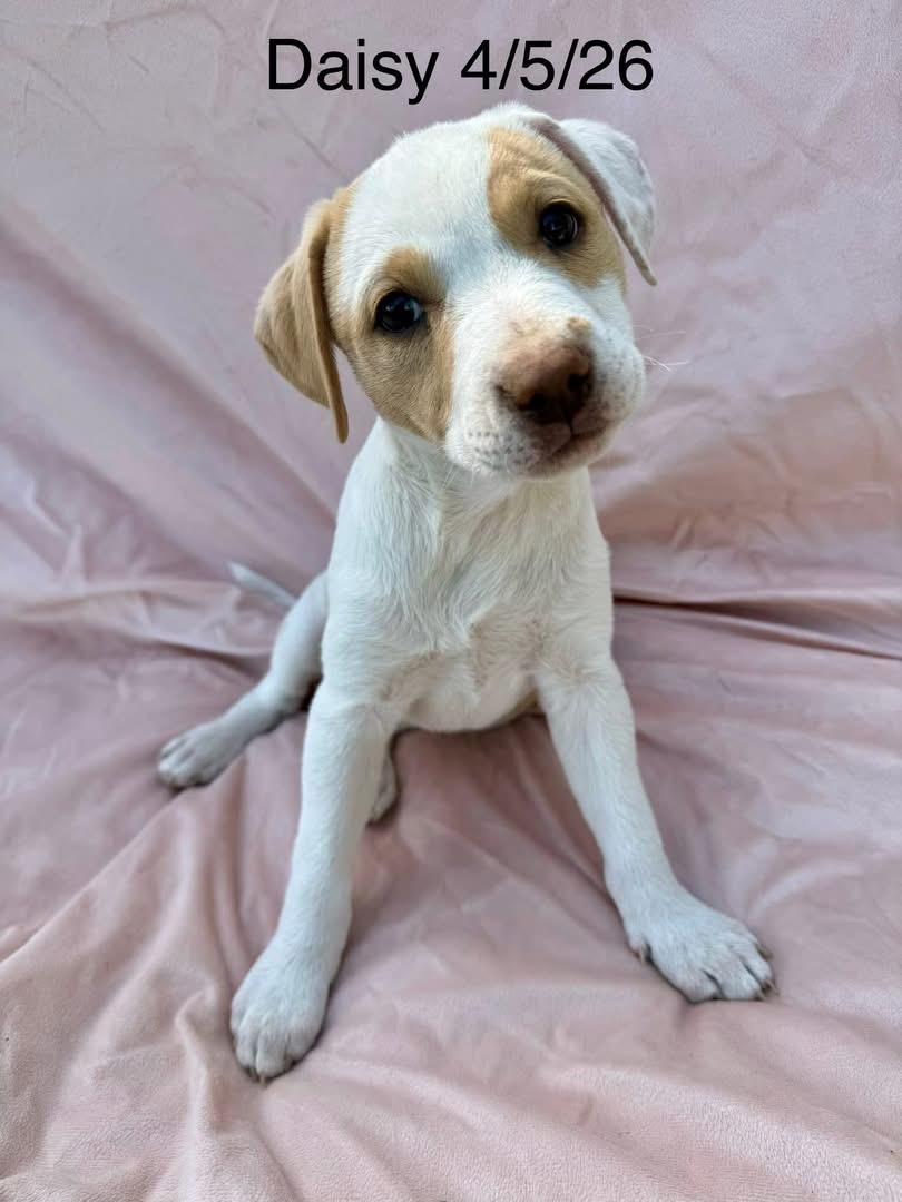 Enlarge Daisy, a Adoptable mixed breed in Parker, CO image 1/1