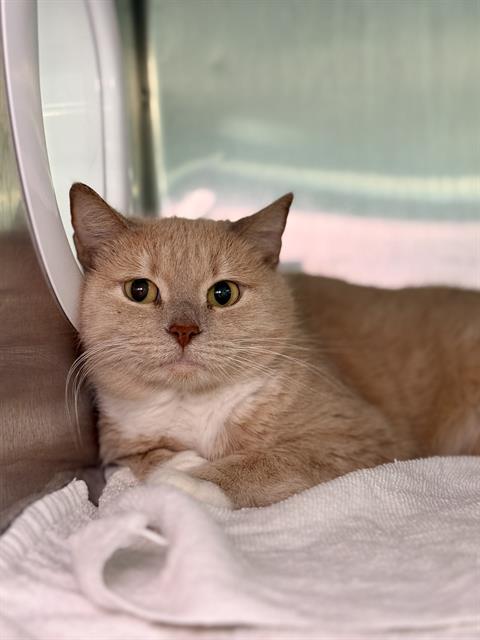 Enlarge CALLIOPE, a Adoptable Domestic Short Hair in Fort Walton Beach, FL image 1/1