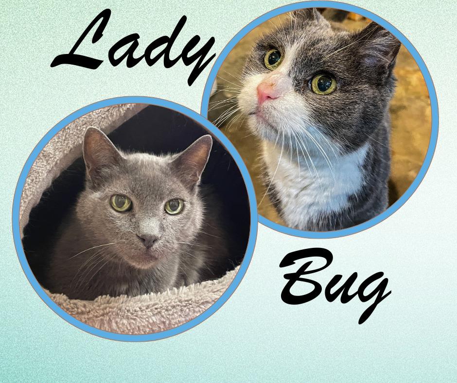 Lady & Bug