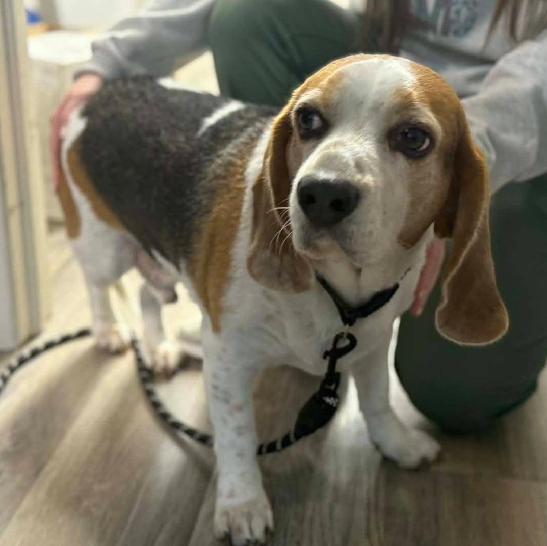 Cooper, ADOPTABLE, Adult Male Beagle.