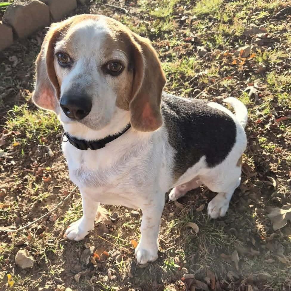 Enlarge Cooper, an adopted mixed breed in Hopkinton, MA image 2/4