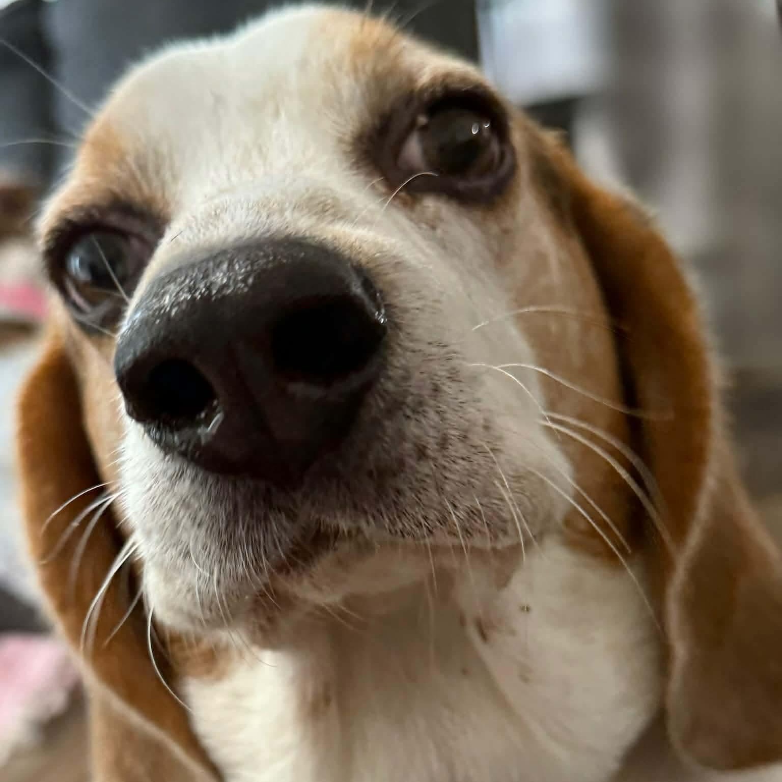 Enlarge Cooper, an adopted mixed breed in Hopkinton, MA image 3/4