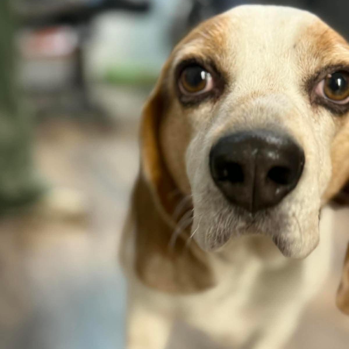 Enlarge Cooper, an adopted mixed breed in Hopkinton, MA image 4/4