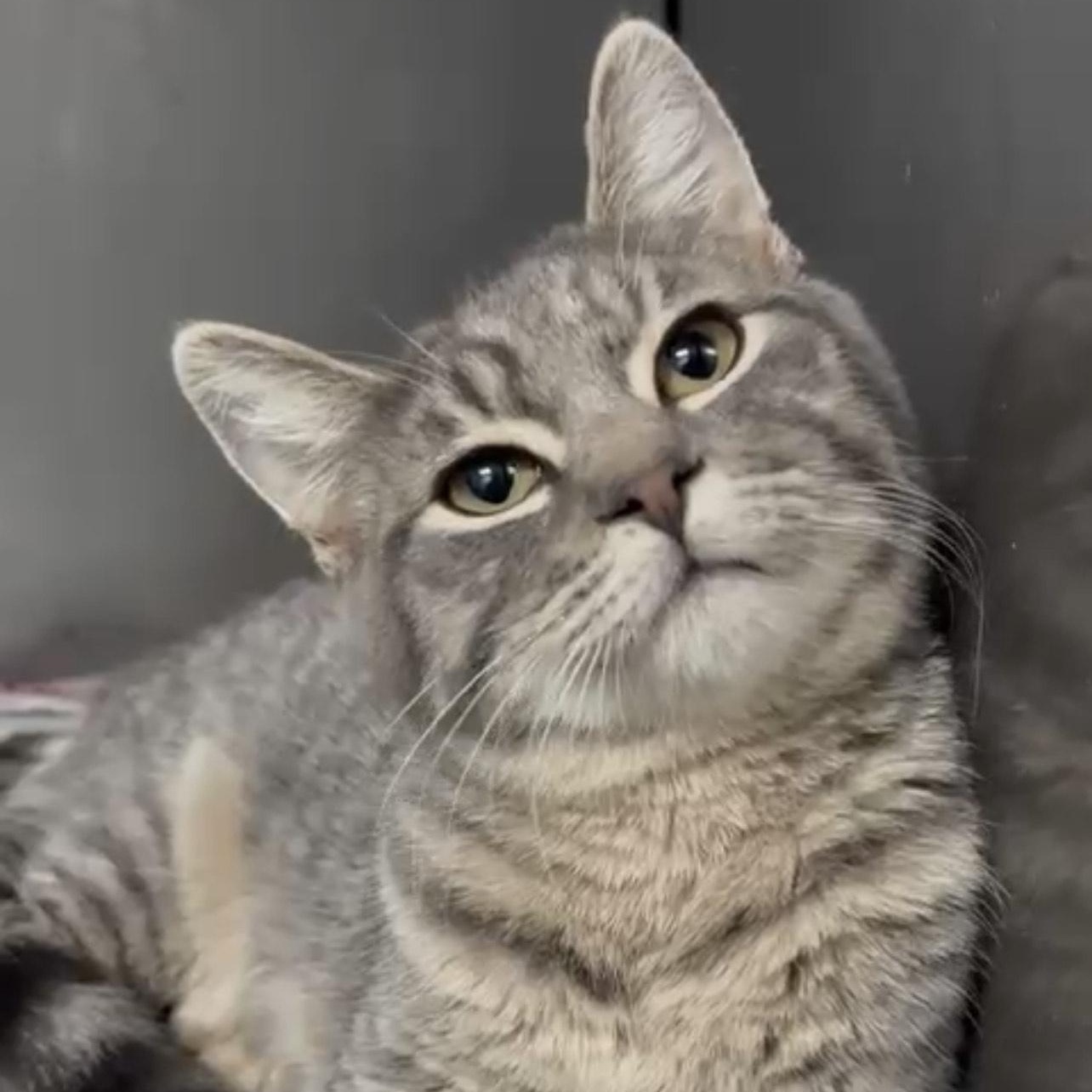 Enlarge Morsys, an adopted Oriental Tabby in Laguna Niguel, CA image 6/6