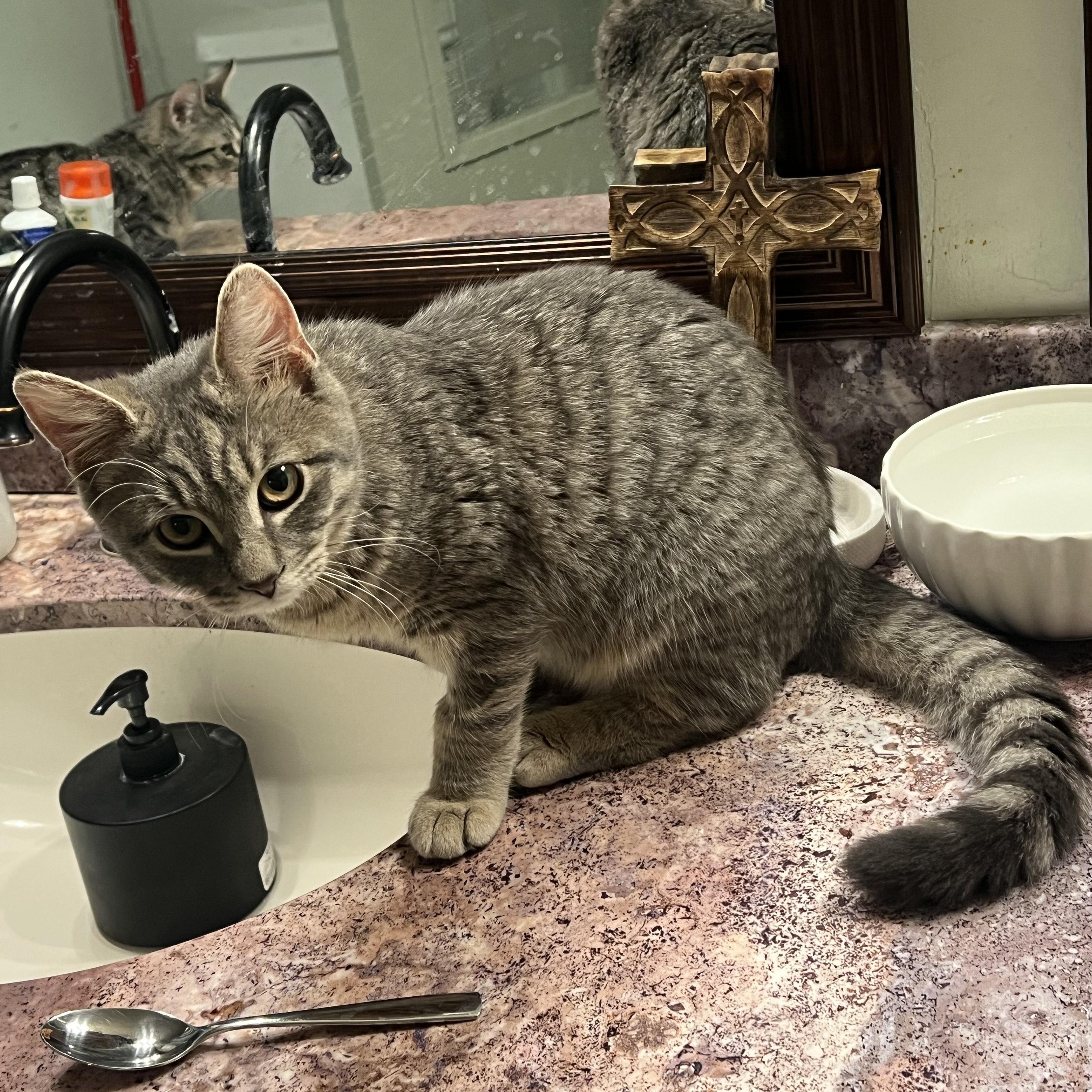 Enlarge Morsys, an adopted Oriental Tabby in Laguna Niguel, CA image 3/6