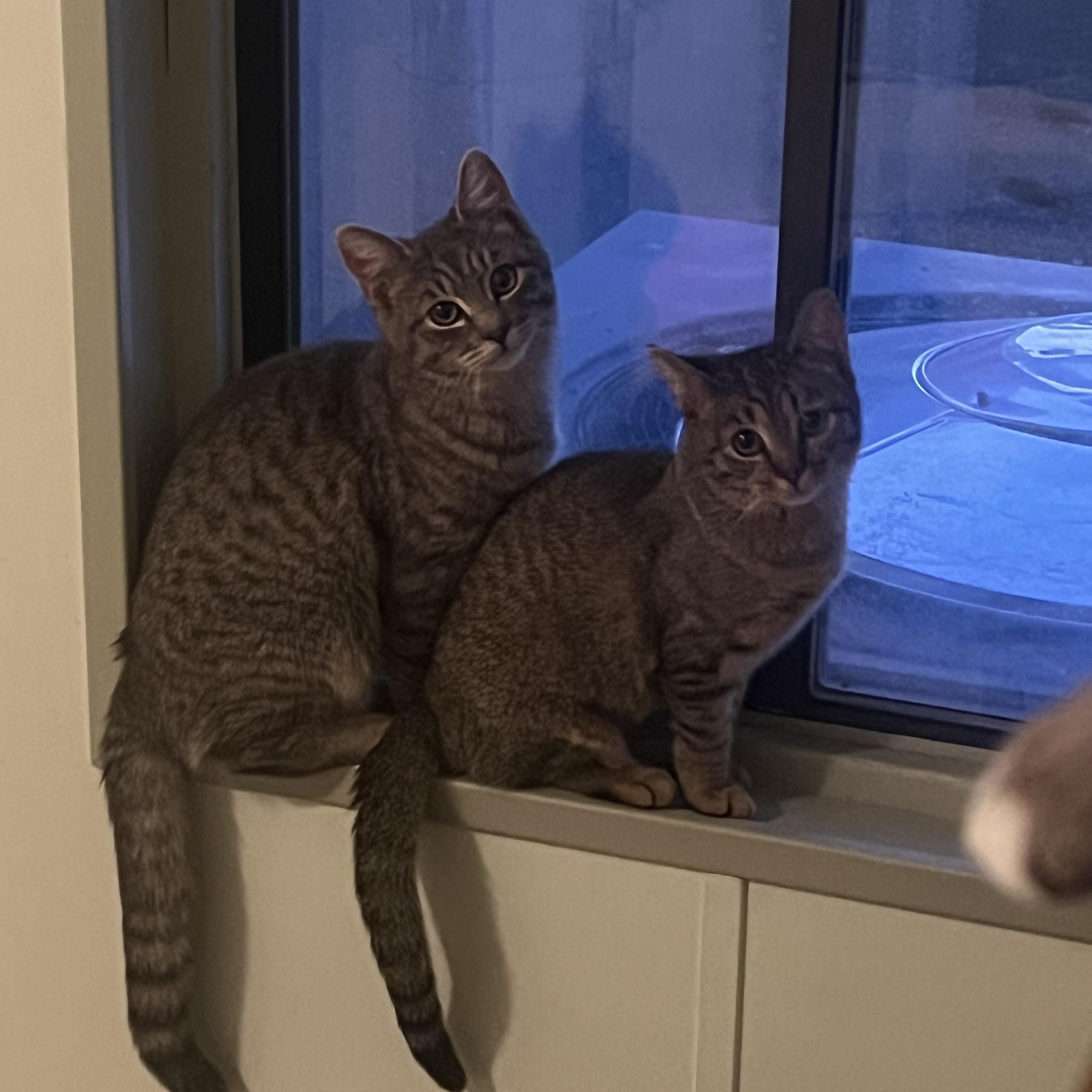 Enlarge Morsys, an adopted Oriental Tabby in Laguna Niguel, CA image 5/6