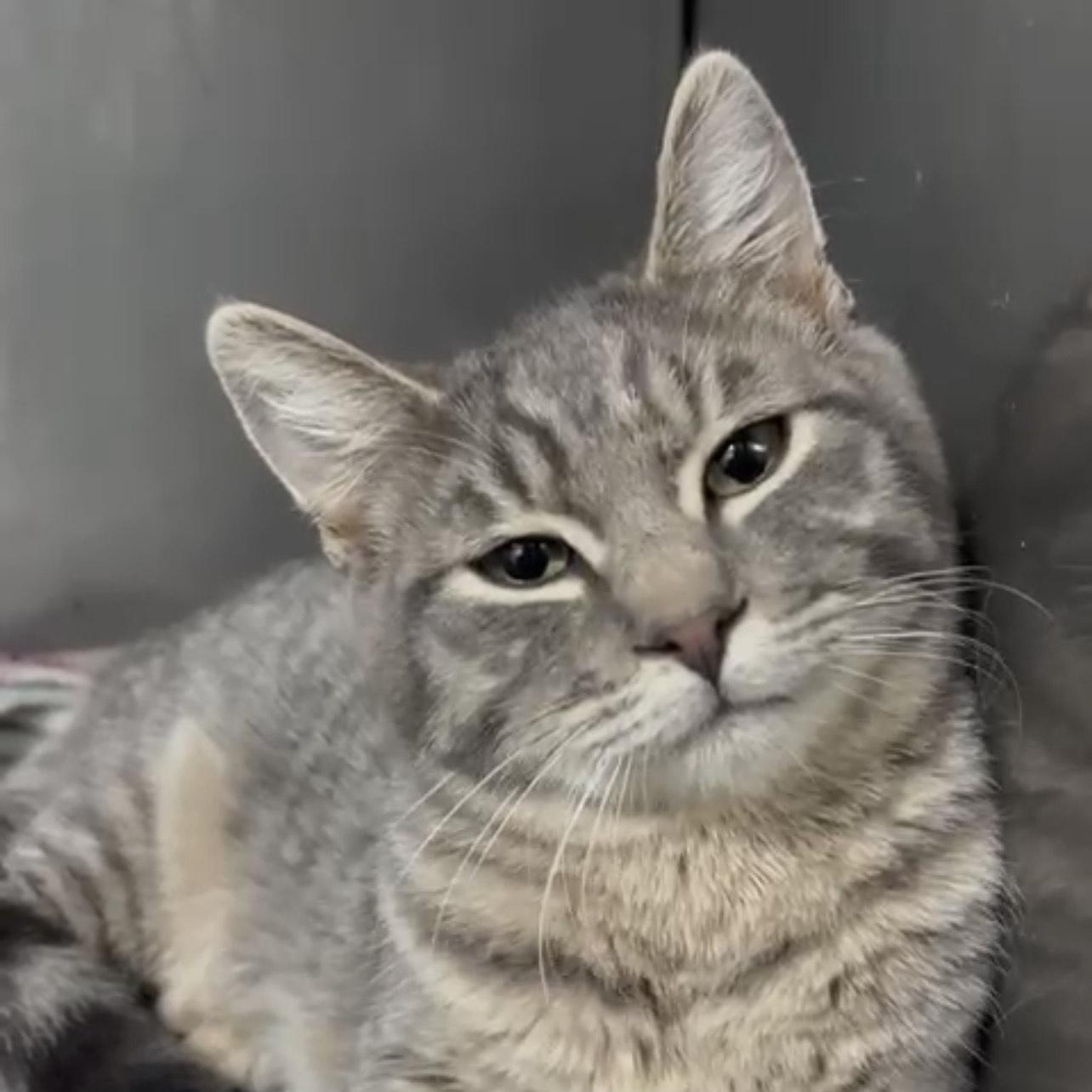 Enlarge Morsys, an adopted Oriental Tabby in Laguna Niguel, CA image 2/6