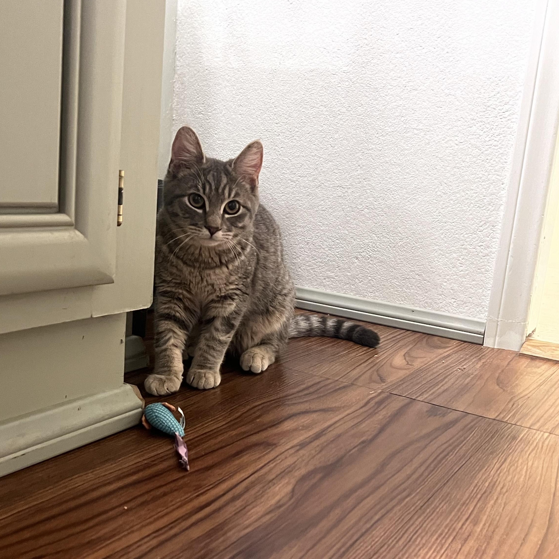 Enlarge Morsys, an adopted Oriental Tabby in Laguna Niguel, CA image 1/6