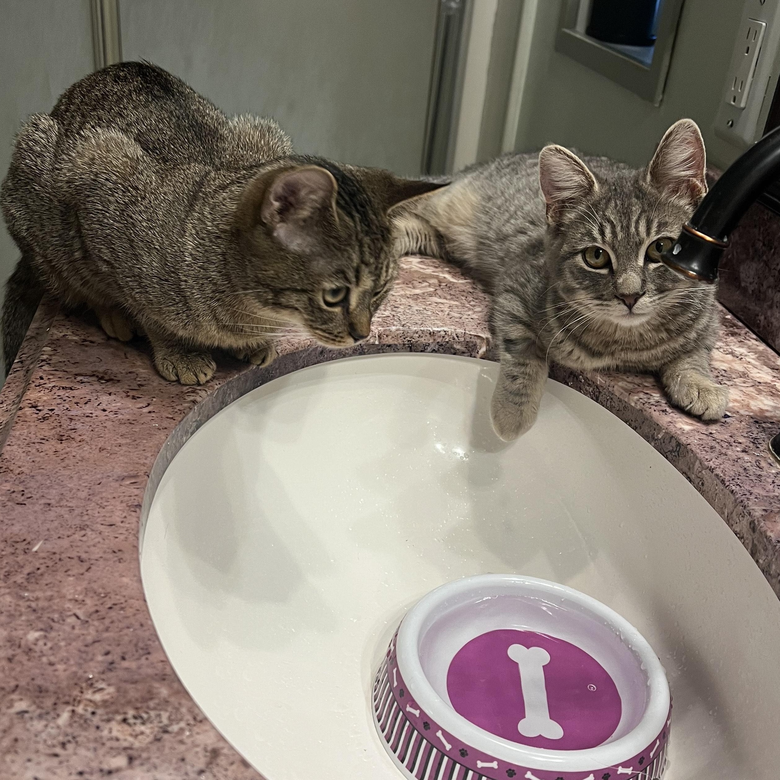 Enlarge Morsys, an adopted Oriental Tabby in Laguna Niguel, CA image 4/6