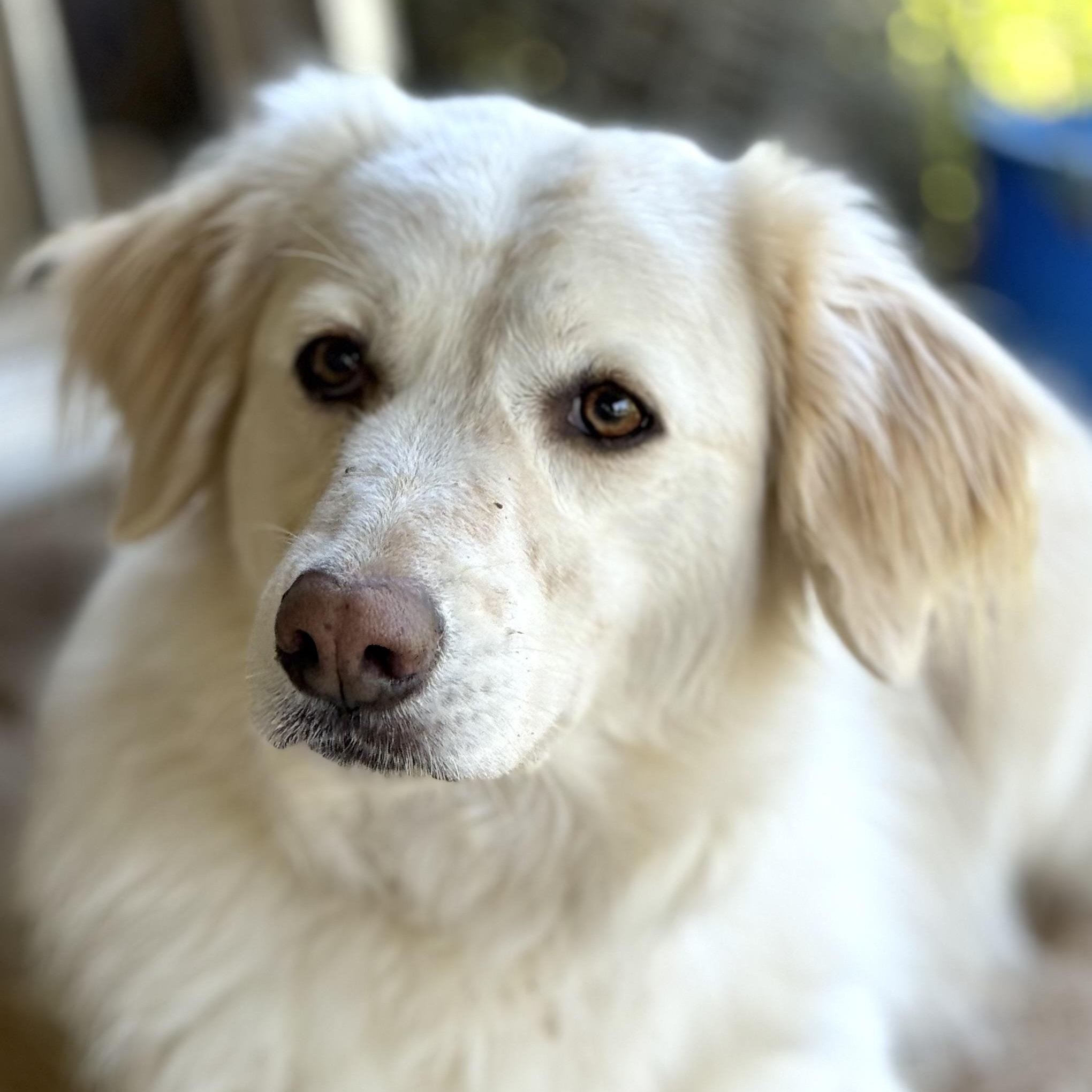 Salem, Adoptable, Young Female Golden Retriever & Great Pyrenees.
