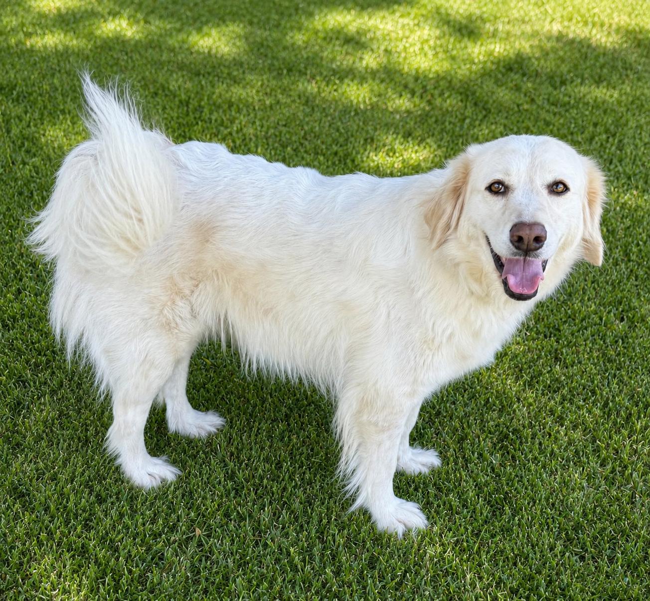 Enlarge Salem, a Adoptable mixed breed in South Saint Paul, MN image 2/4