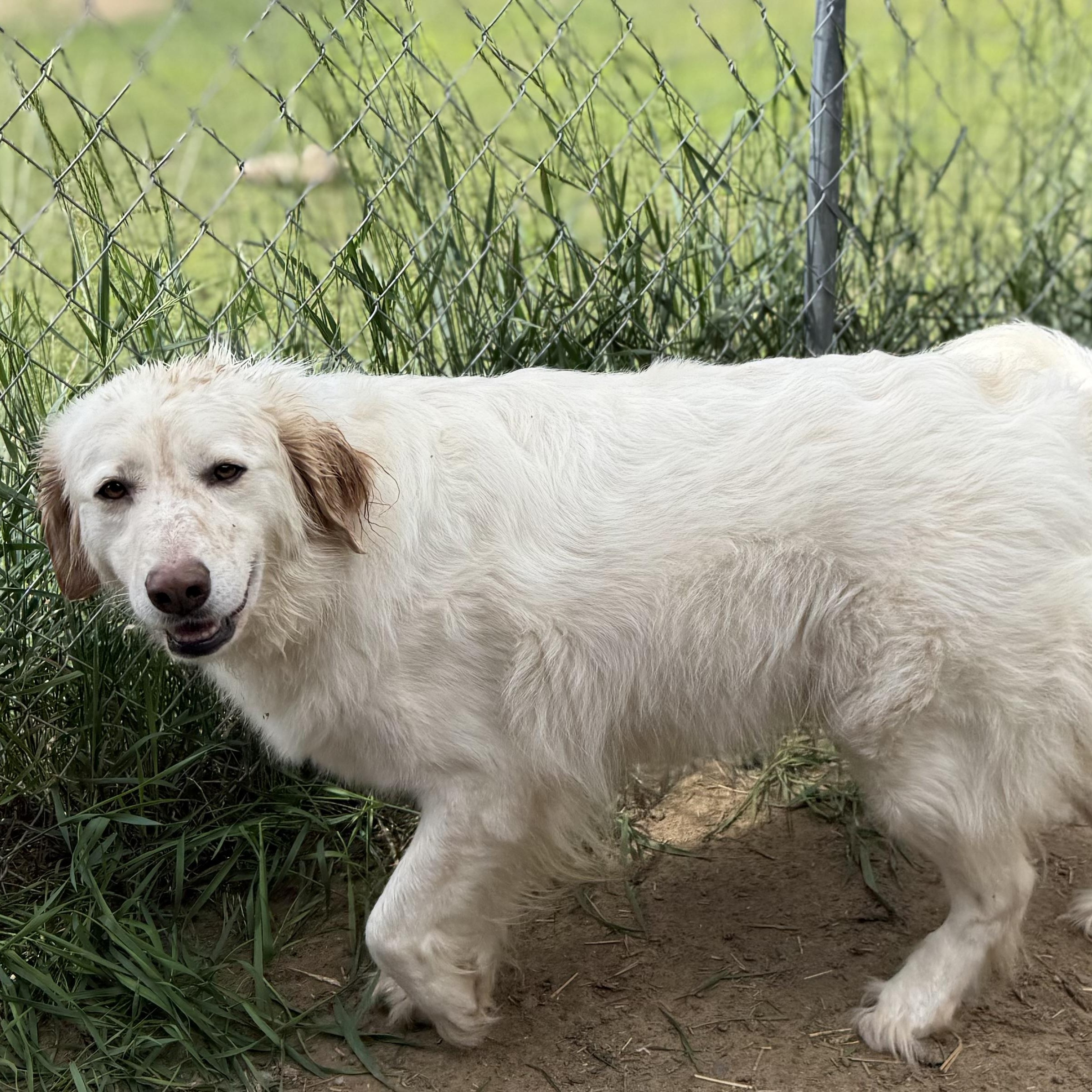 Enlarge Salem, a Adoptable mixed breed in South Saint Paul, MN image 3/4