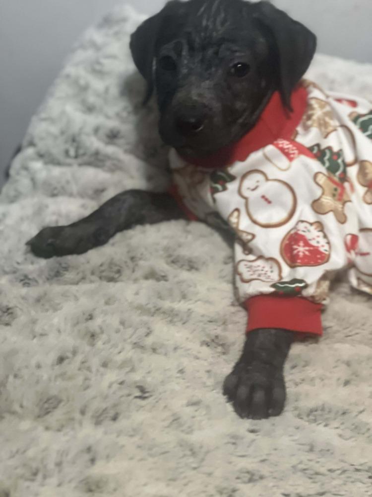 Enlarge Lucie, a Adoptable mixed breed in Aurora, CO image 1/1