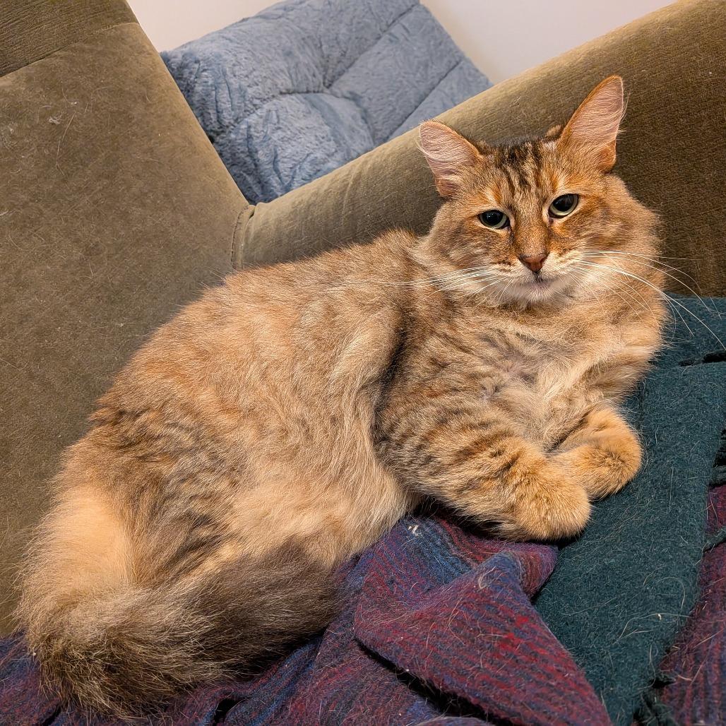 Enlarge Pelusa, a Adoptable Domestic Short Hair in Oakland, CA image 1/4