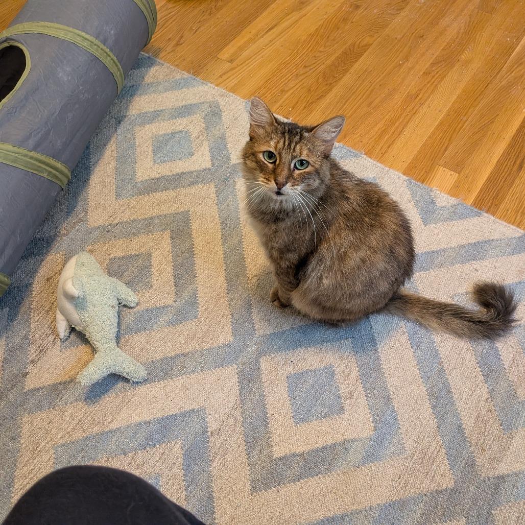 Enlarge Pelusa, a Adoptable Domestic Short Hair in Oakland, CA image 2/4