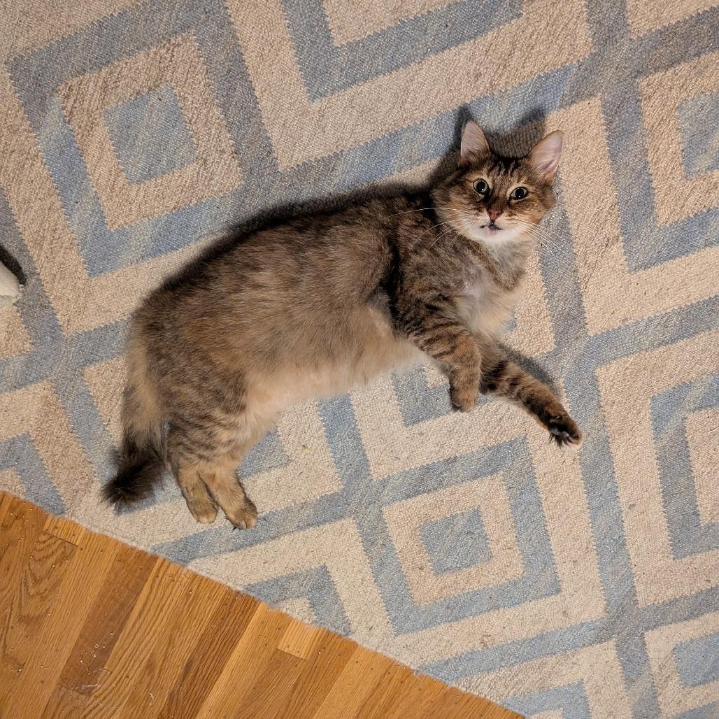 Enlarge Pelusa, a Adoptable Domestic Short Hair in Oakland, CA image 4/4