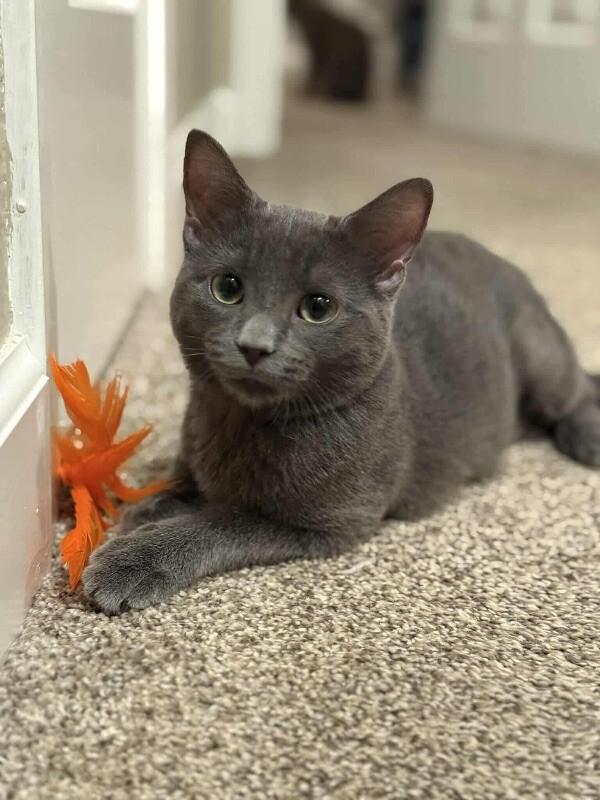 Little Gray, Adoptable, Young Female Domestic Short Hair.
