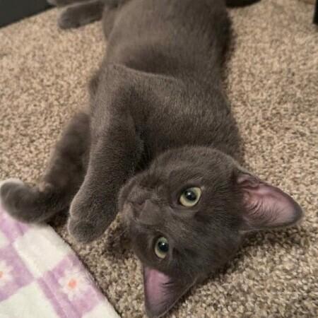 Little Gray, a Adoptable Domestic Short Hair in Alma, WI image 2/6