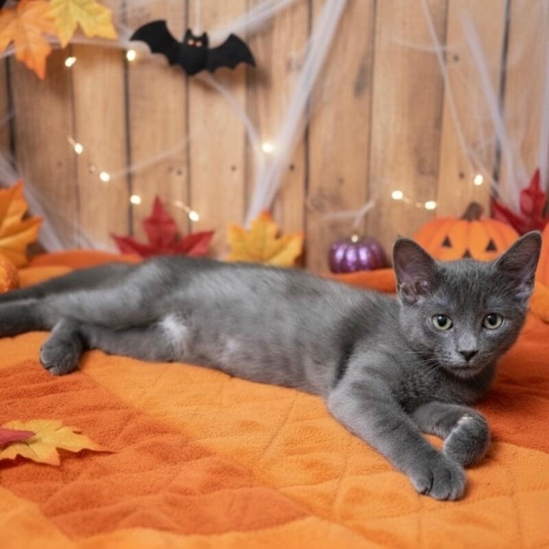 Little Gray, a Adoptable Domestic Short Hair in Alma, WI image 3/6