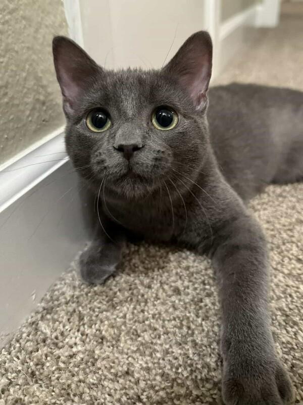 Little Gray, a Adoptable Domestic Short Hair in Alma, WI image 5/6