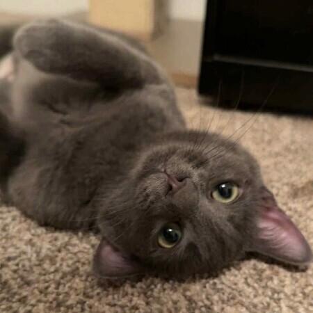 Little Gray, a Adoptable Domestic Short Hair in Alma, WI image 6/6