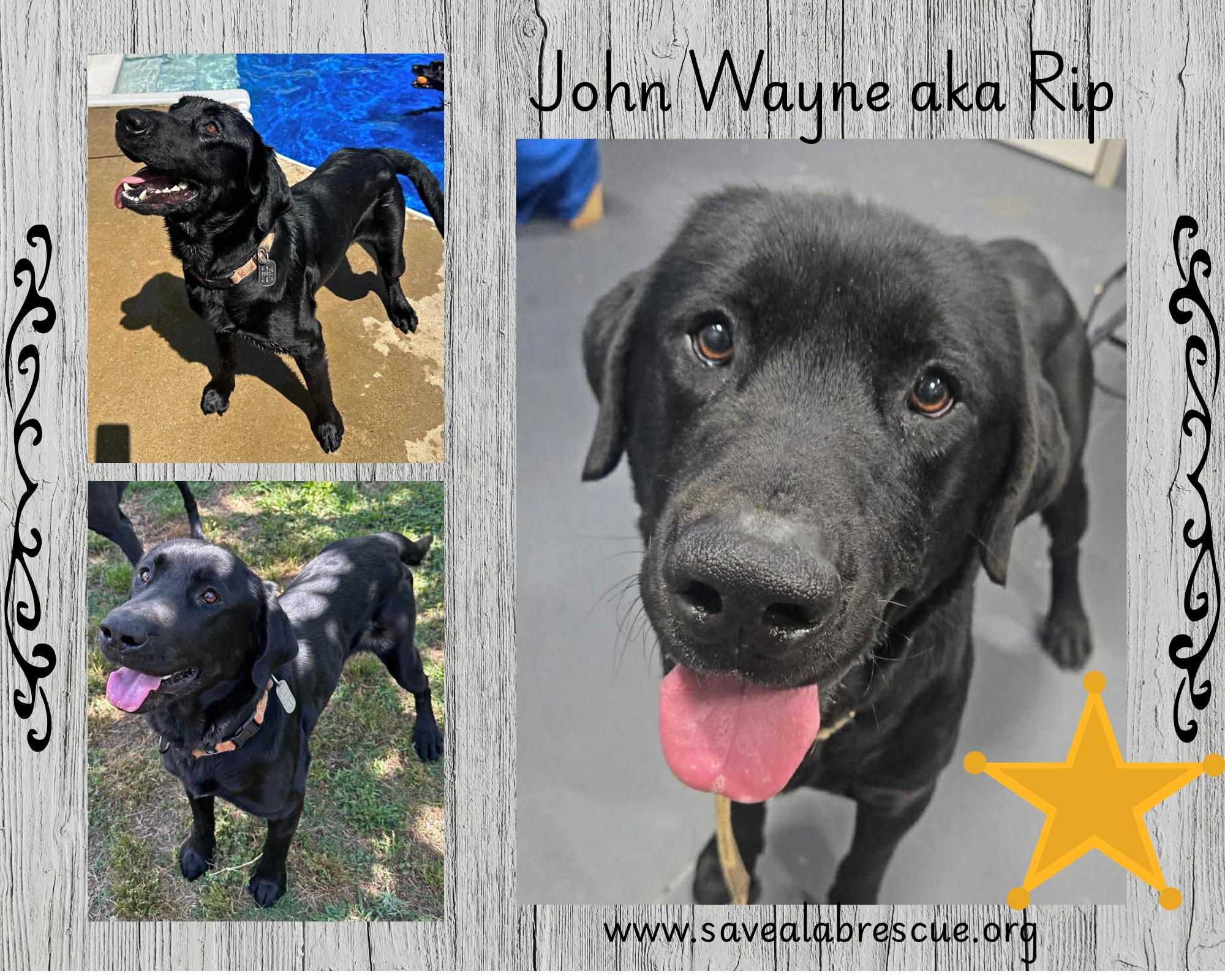 John Wayne aka Rip, ADOPTABLE, Adult Male Labrador Retriever & Black Labrador Retriever.