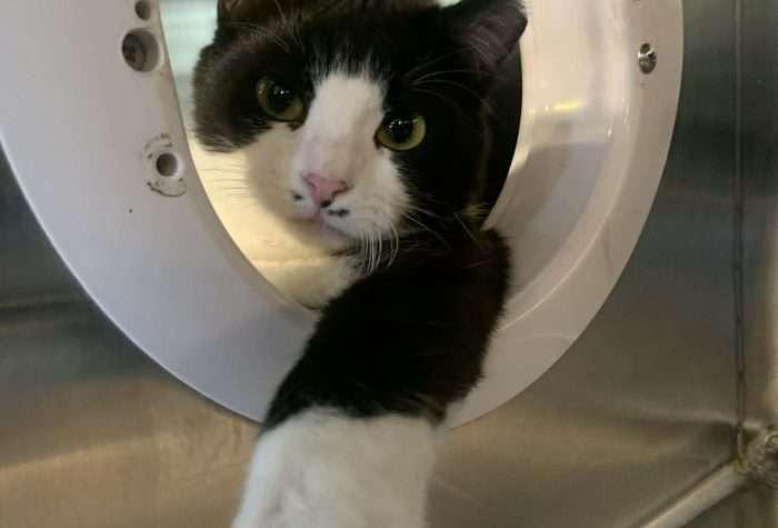 Cayenne, Adoptable, Kitten Female Domestic Short Hair.