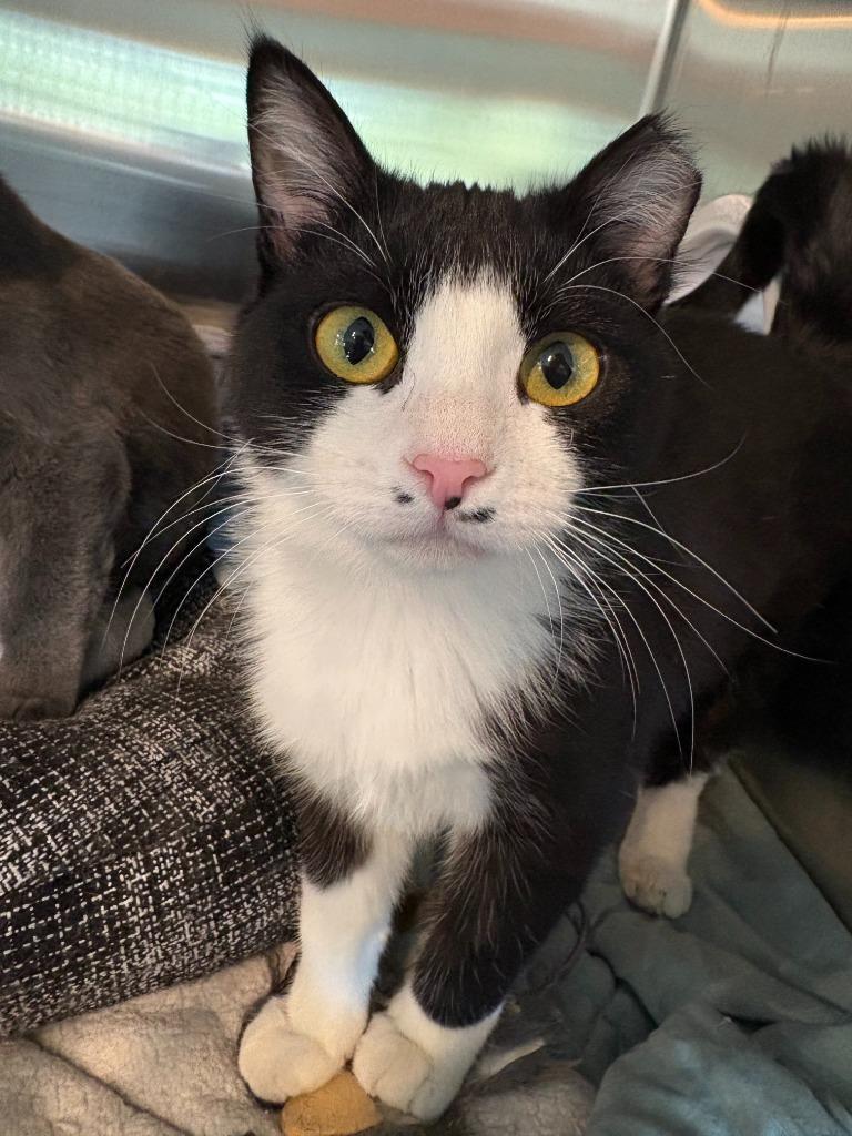 Cayenne, Adoptable, Kitten Female Domestic Short Hair.