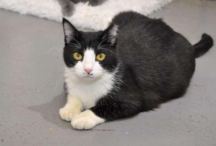 Enlarge Cayenne, a Adoptable mixed breed in Coupeville, WA image 3/5