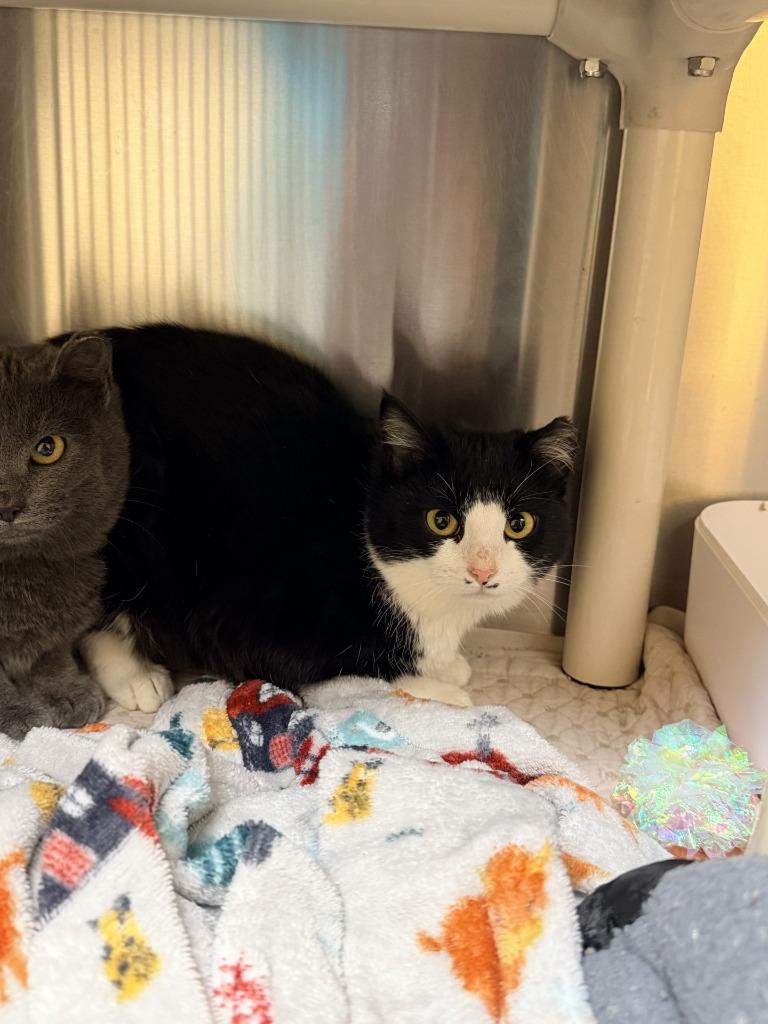 Enlarge Cayenne, a Adoptable mixed breed in Coupeville, WA image 2/2