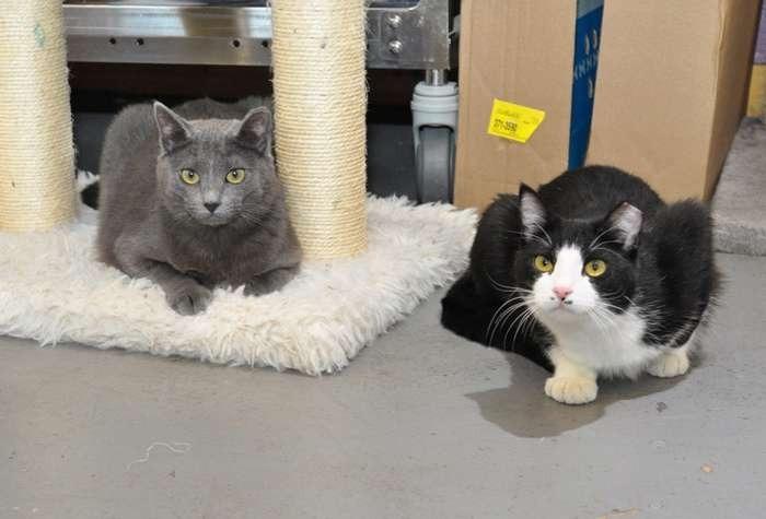 Enlarge Cayenne, a Adoptable mixed breed in Coupeville, WA image 5/5