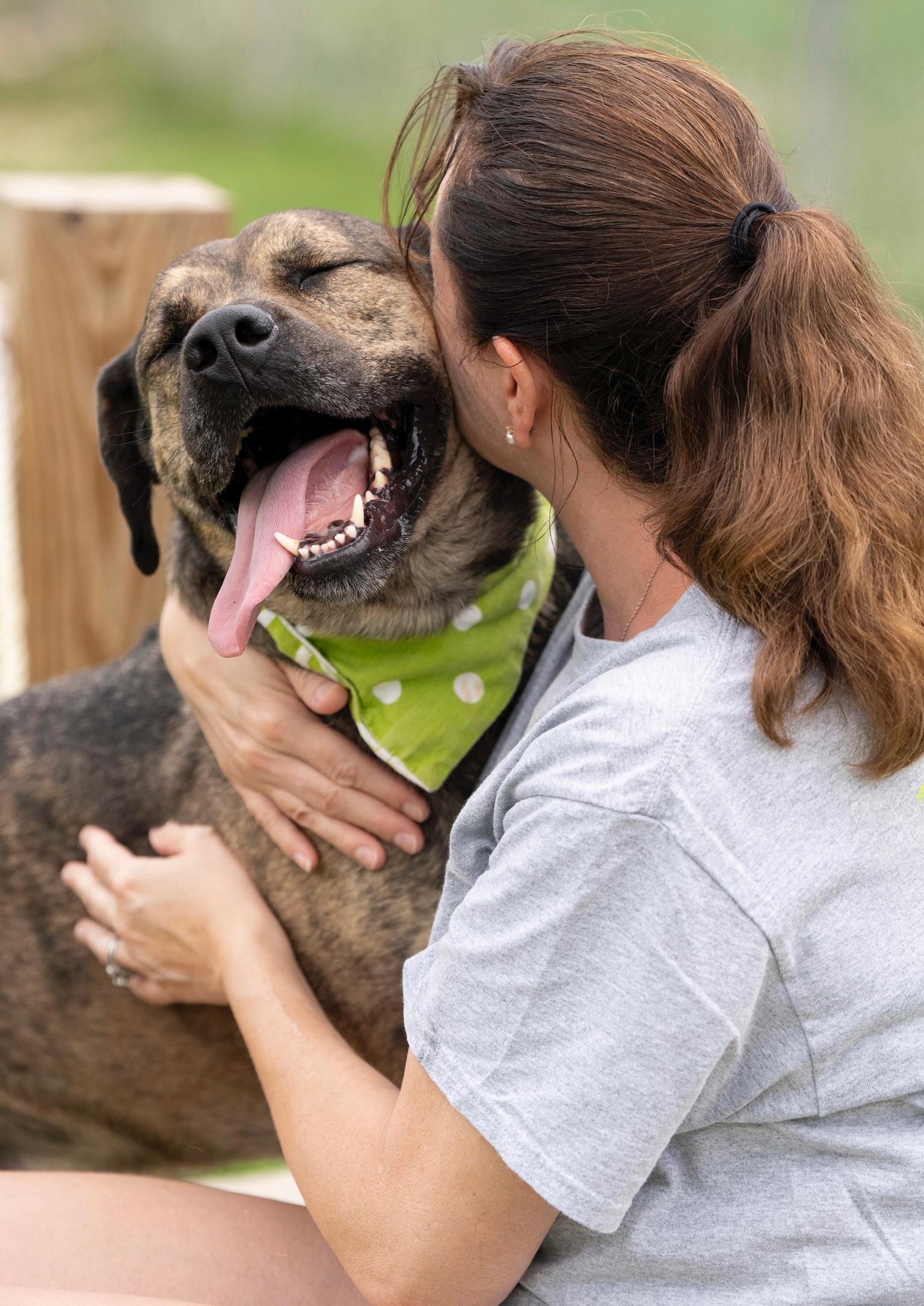 Hershel, Adult Male Boxer