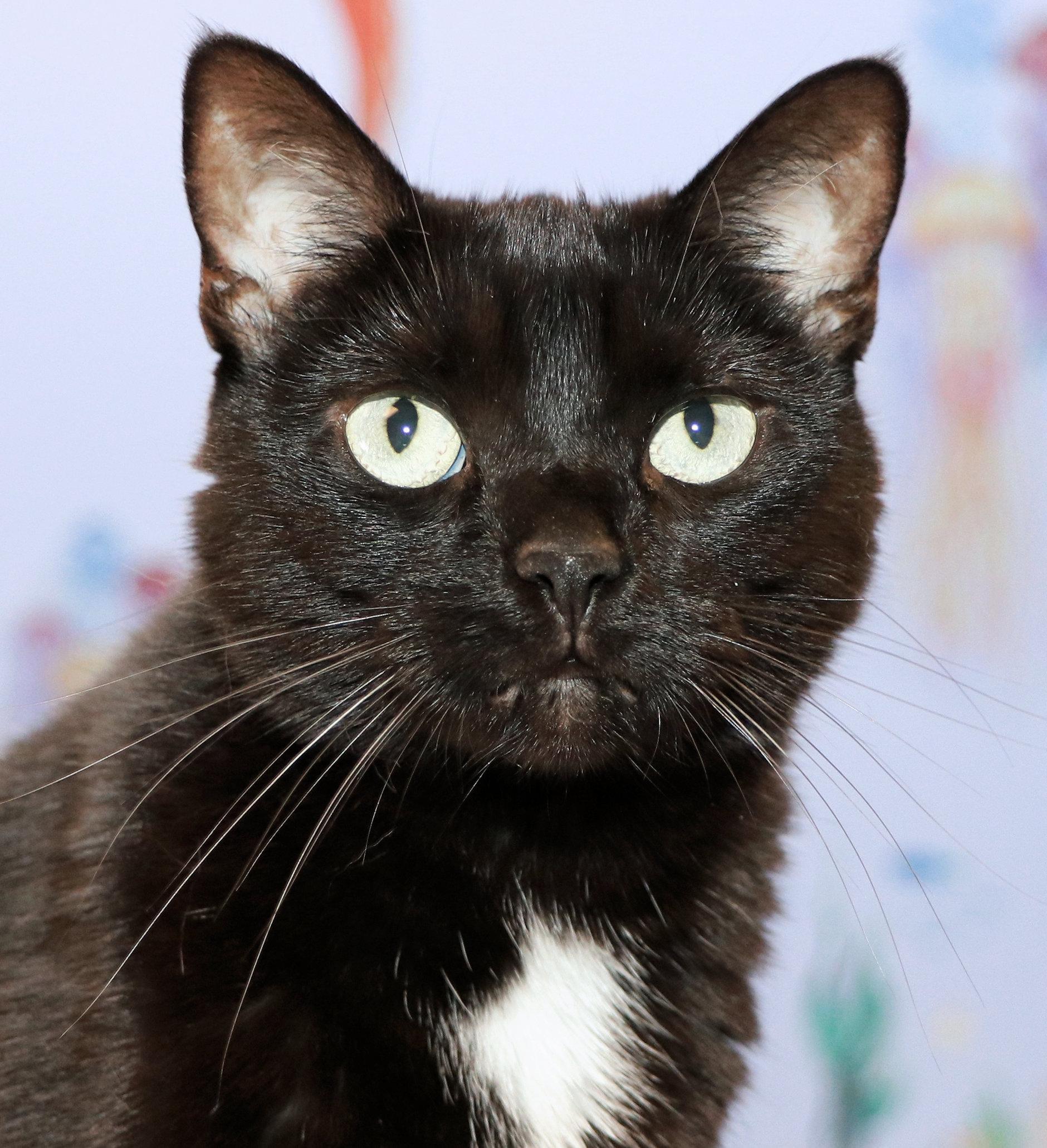Moana, a Adoptable Domestic Short Hair in Cincinnati, OH image 1/3