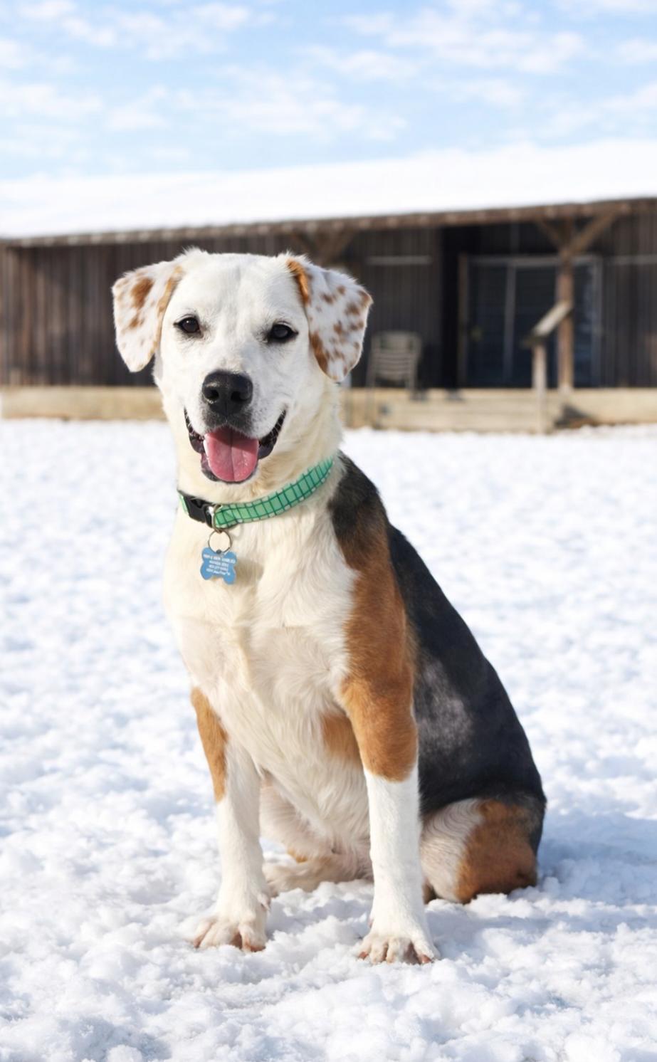 Enlarge Donner, an adopted mixed breed in Millington, TN image 1/1