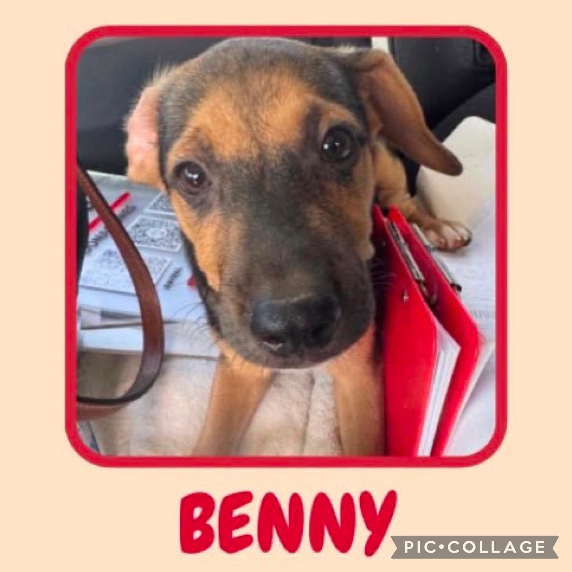 Benny photo